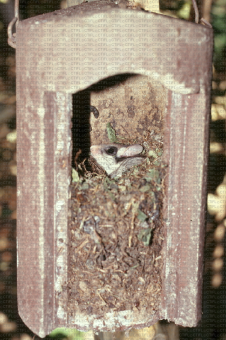 Diversité faunistique Balandran - Lérot (Eliomys quercinus). Adulte sur son nid dans un nichoir à mésange